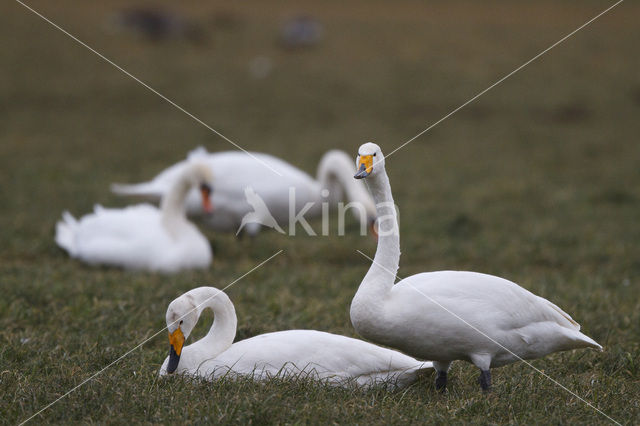 Wilde Zwaan (Cygnus cygnus)