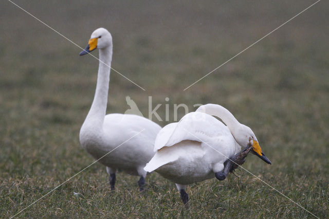 Wilde Zwaan (Cygnus cygnus)