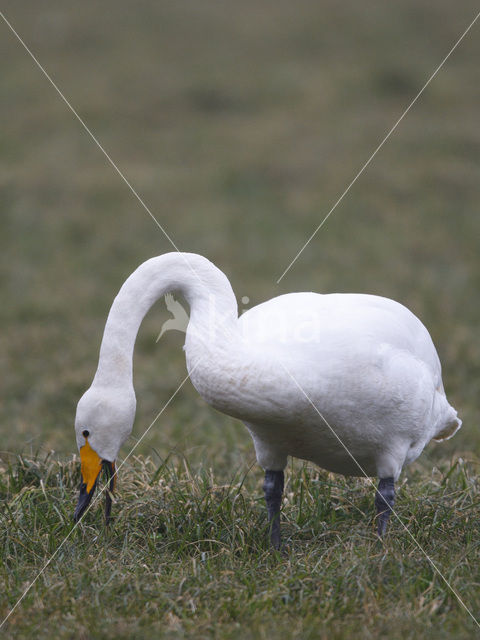 Wilde Zwaan (Cygnus cygnus)