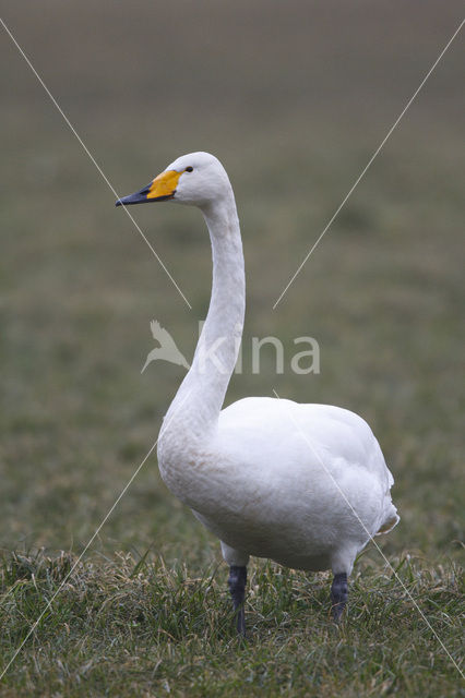 Wilde Zwaan (Cygnus cygnus)