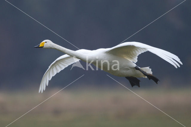 Wilde Zwaan (Cygnus cygnus)