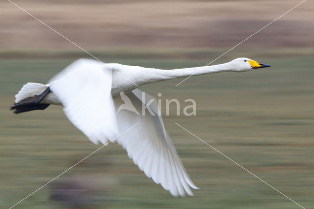 Wilde Zwaan (Cygnus cygnus)