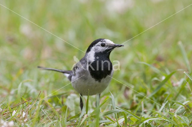 Witte Kwikstaart (Motacilla alba)