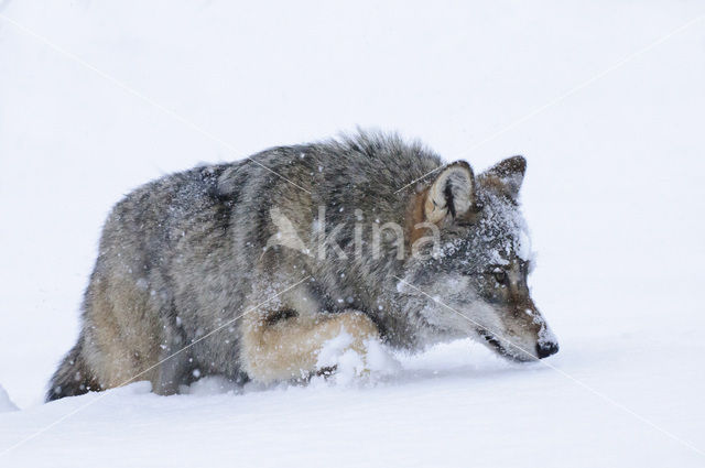 Grey Wolf (Canis lupus)