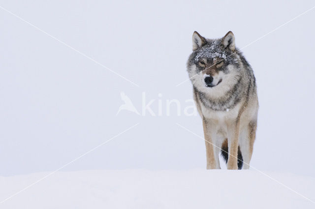 Grey Wolf (Canis lupus)