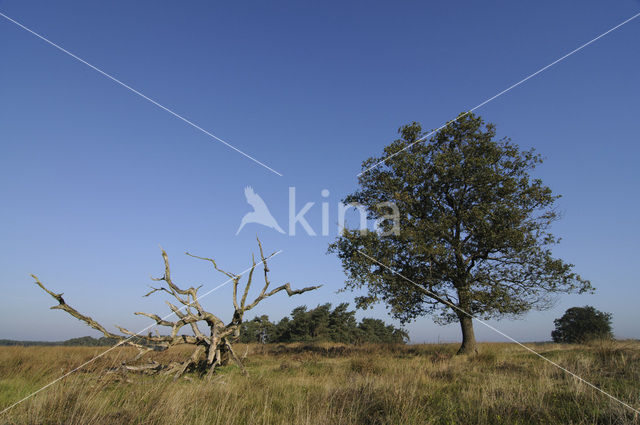 Zomereik (Quercus robur)