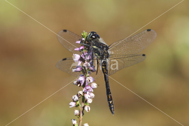 Zwarte heidelibel (Sympetrum danae)