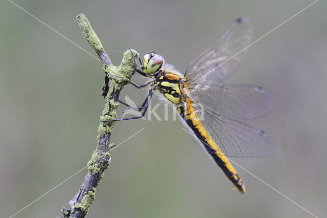 Black Darter (Sympetrum danae)