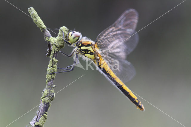 Zwarte heidelibel (Sympetrum danae)