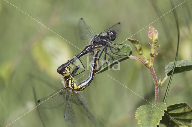 Black Darter (Sympetrum danae)