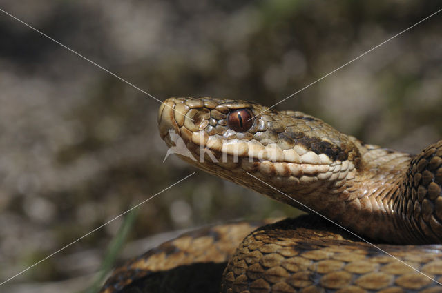 Adder (Vipera berus)