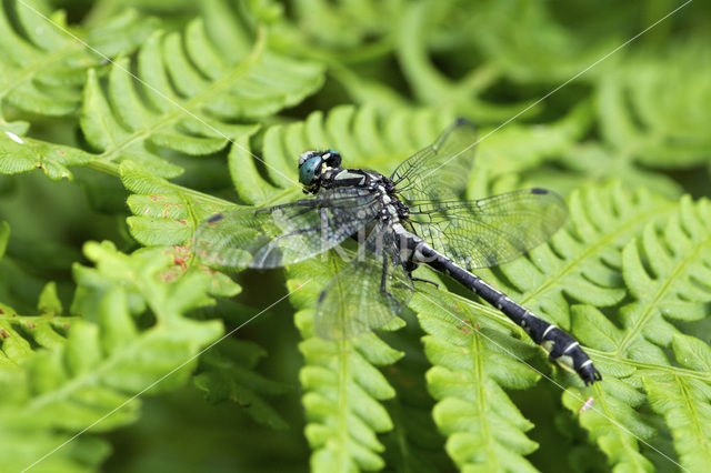 Beekrombout (Gomphus vulgatissimus)