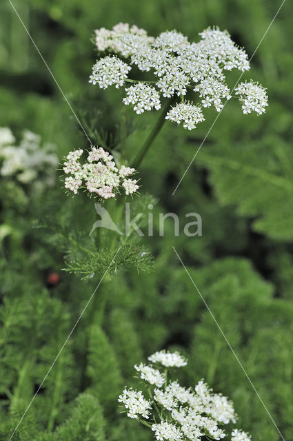 Bergvenkel (Meum athamanticum)