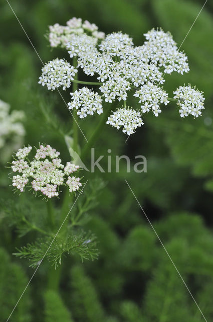 Bergvenkel (Meum athamanticum)