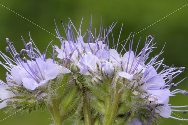 Lacy Phacelia (Phacelia tanacetifolia)