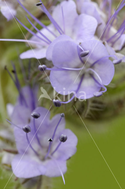 Bijenvoer (Phacelia tanacetifolia)