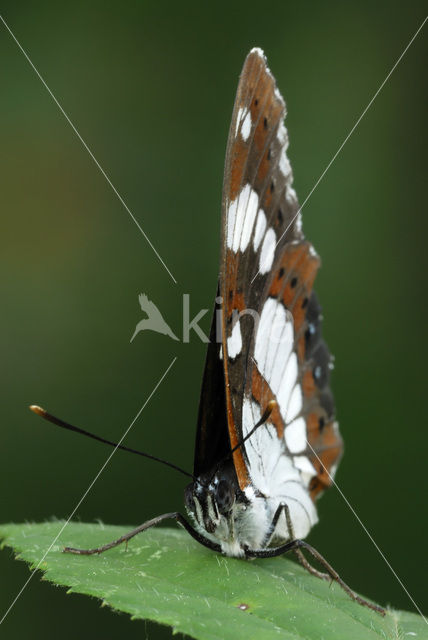 Blauwe ijsvogelvlinder (Limenitis reducta)