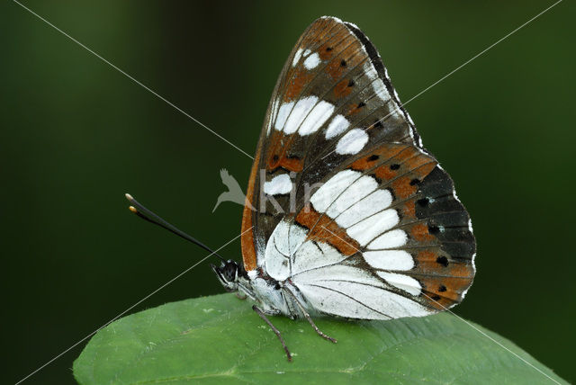 Blauwe ijsvogelvlinder (Limenitis reducta)