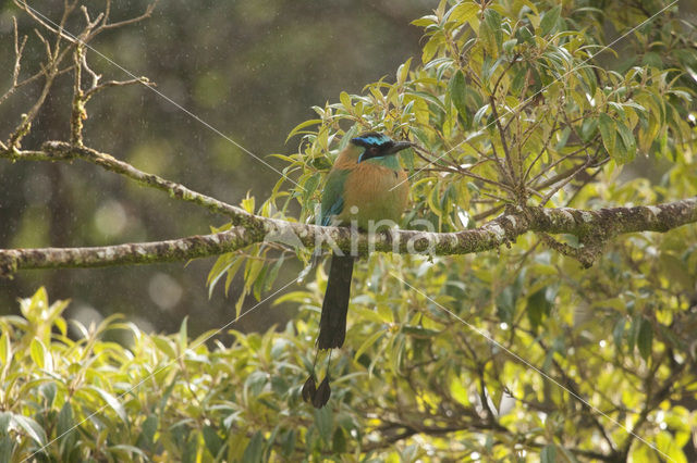 Blauwkapmotmot (Momotus momota)