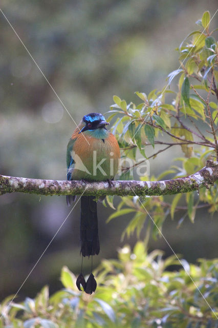 Blauwkapmotmot (Momotus momota)