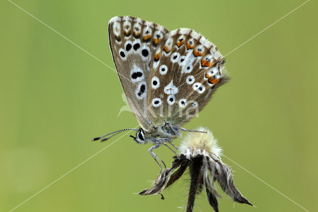 Bleek blauwtje (Polyommatus coridon)