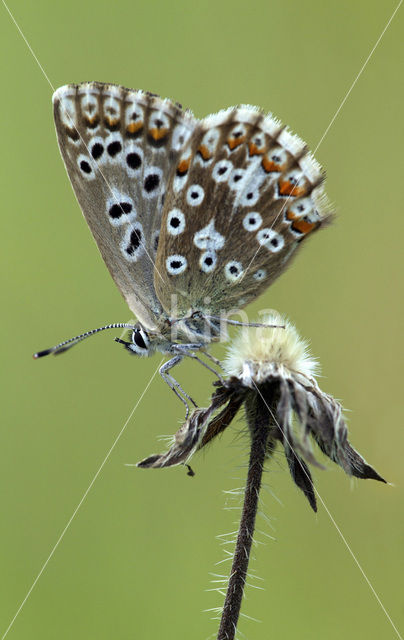 Bleek blauwtje (Polyommatus coridon)