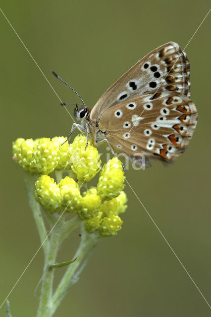 Bleek blauwtje (Polyommatus coridon)