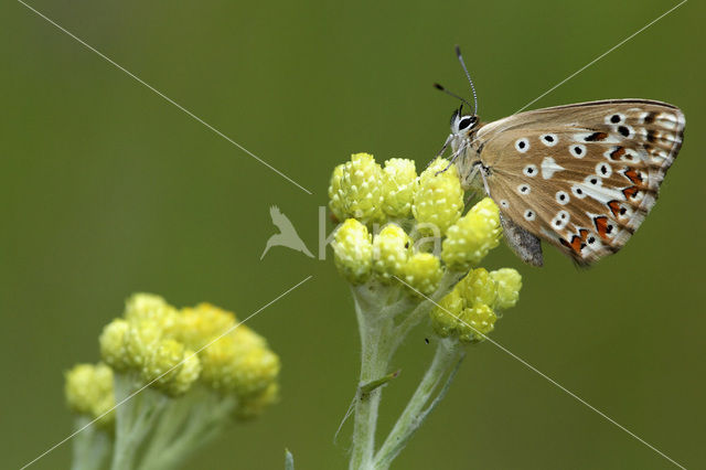 Bleek blauwtje (Polyommatus coridon)