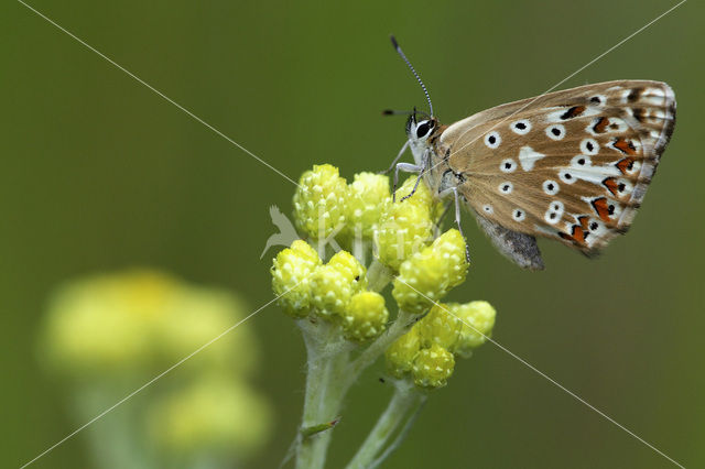 Bleek blauwtje (Polyommatus coridon)