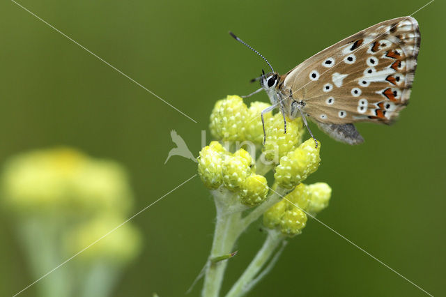 Bleek blauwtje (Polyommatus coridon)