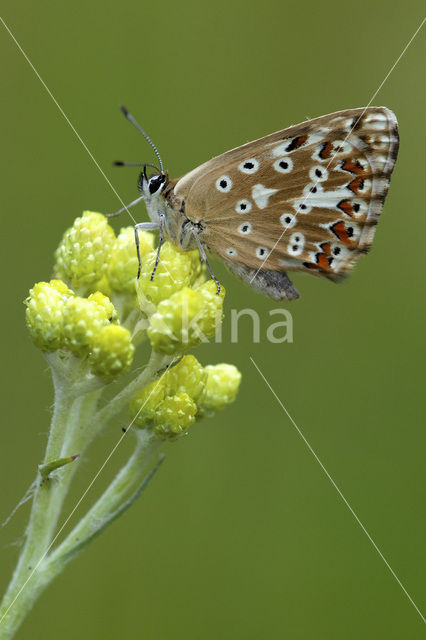 Bleek blauwtje (Polyommatus coridon)