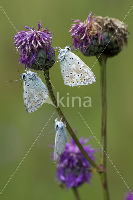 Chalk Hill Blue (Polyommatus coridon)