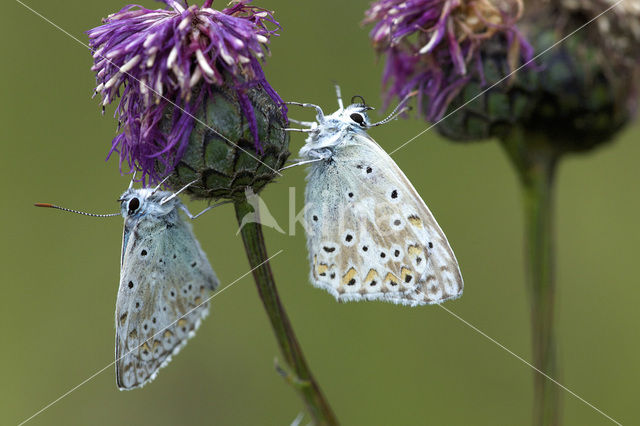 Bleek blauwtje (Polyommatus coridon)