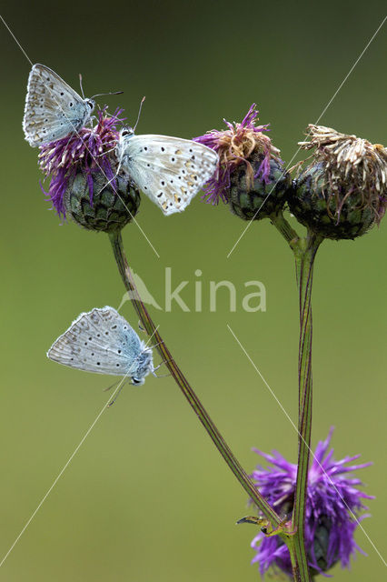 Bleek blauwtje (Polyommatus coridon)