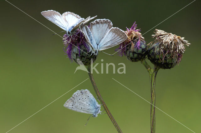 Chalk Hill Blue (Polyommatus coridon)