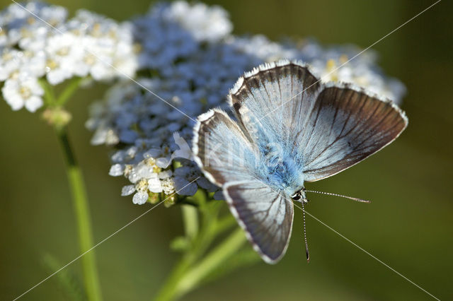 Bleek blauwtje (Polyommatus coridon)