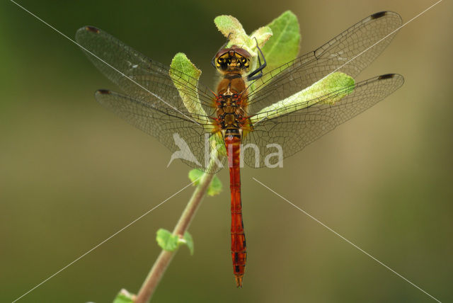 Bloedrode heidelibel (Sympetrum sanguineum)