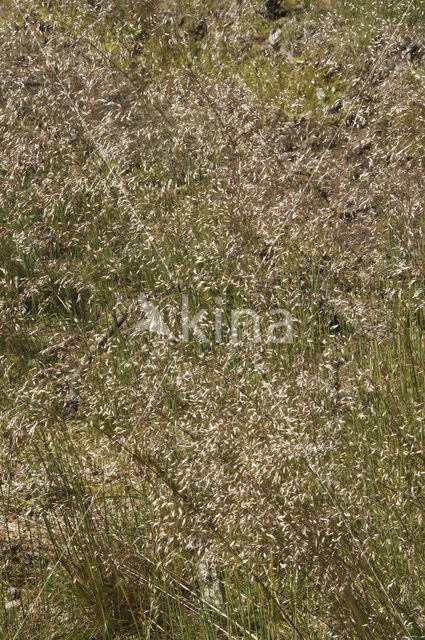 Bochtige smele (Deschampsia flexuosa)