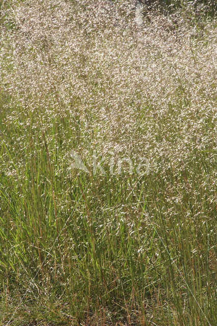 Bochtige smele (Deschampsia flexuosa)