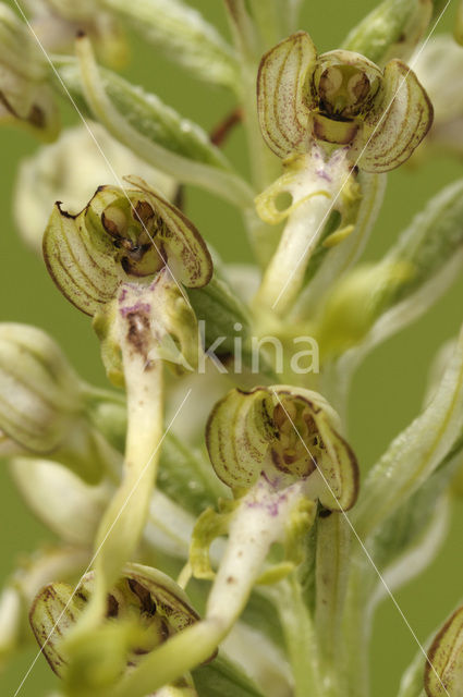 Bokkenorchis (Himantoglossum hircinum)