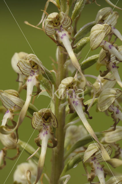 Lizard Orchid (Himantoglossum hircinum)