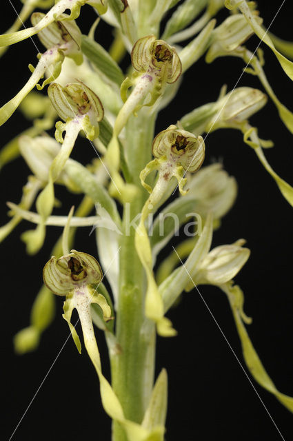 Bokkenorchis (Himantoglossum hircinum)