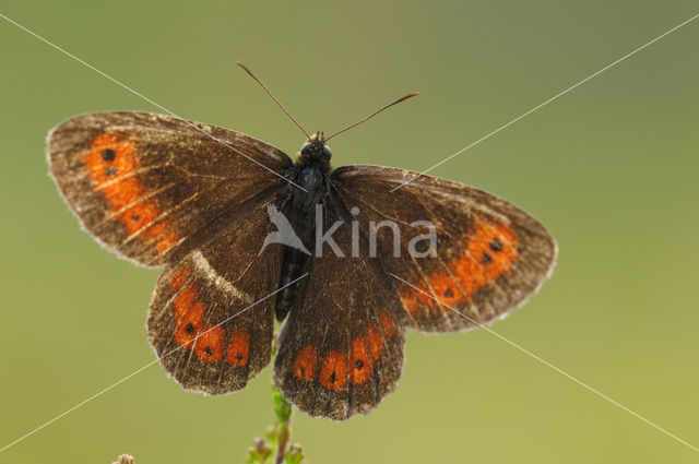 Boserebia (Erebia ligea)