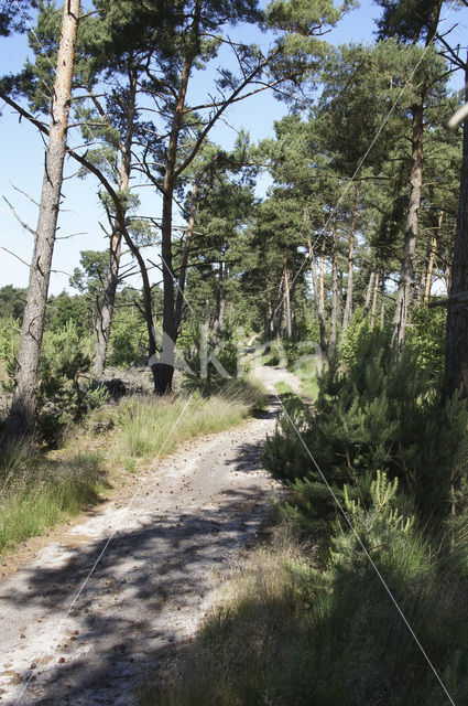 Boswachterij Leende