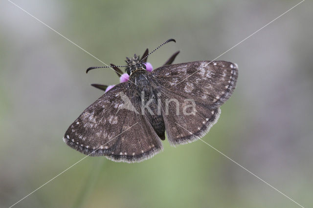 Bruin dikkopje (Erynnis tages)