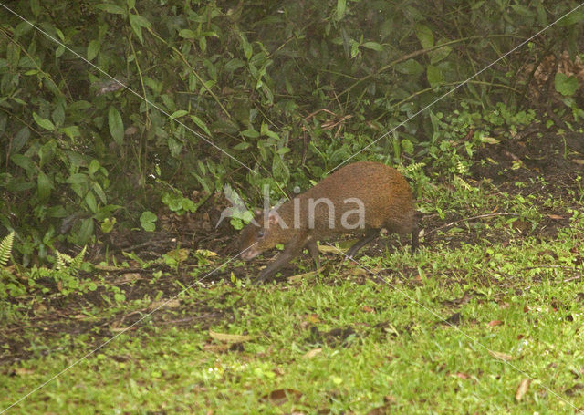 Bruine agouti (Dasyprocta variegata)