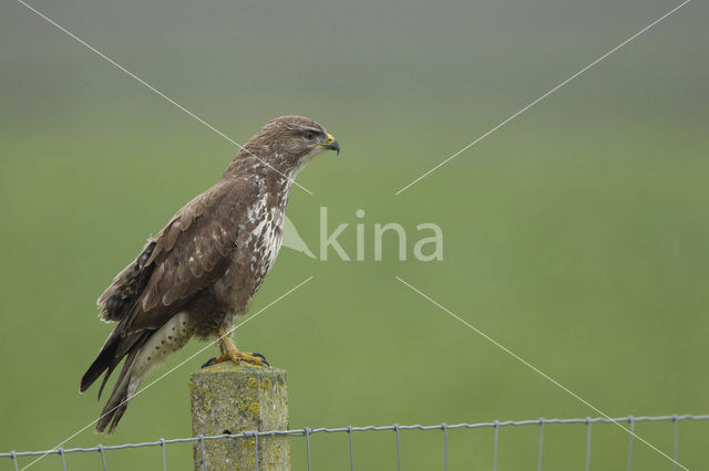 Buizerd (Buteo buteo)