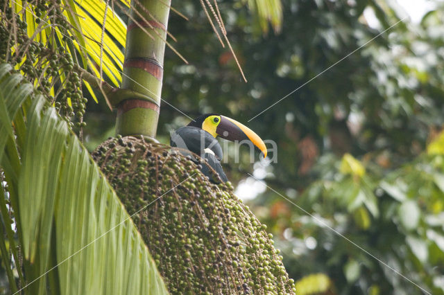 Chestnut-mandibled Toucan (Ramphastos swainsonii)