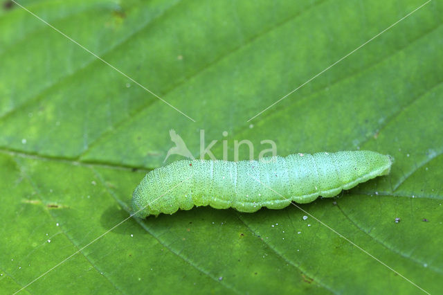 Citroenvlinder (Gonepteryx rhamni)