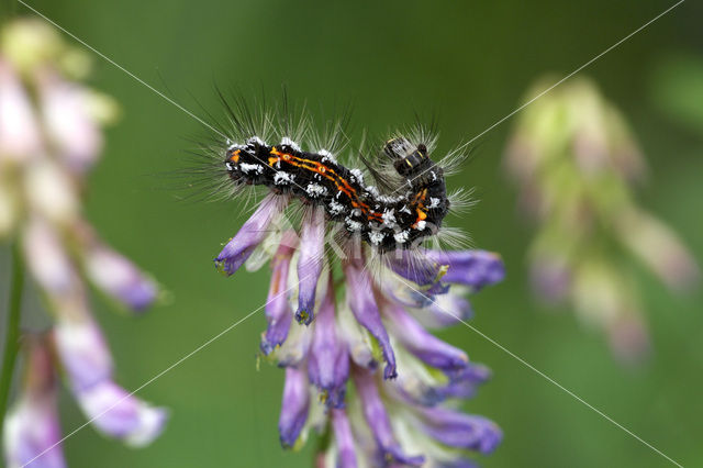 Donsvlinder (Euproctis similis)